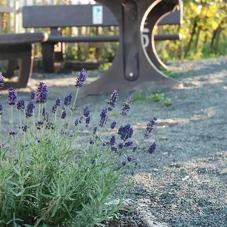 Weingut-brennerei-gaestehaus Emil Dauns Reil