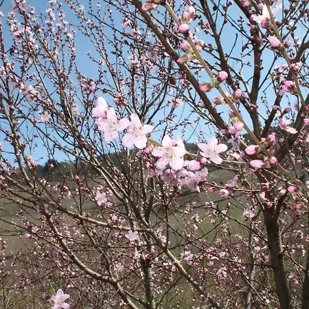 Weingut-brennerei-gaestehaus Emil Dauns Reil