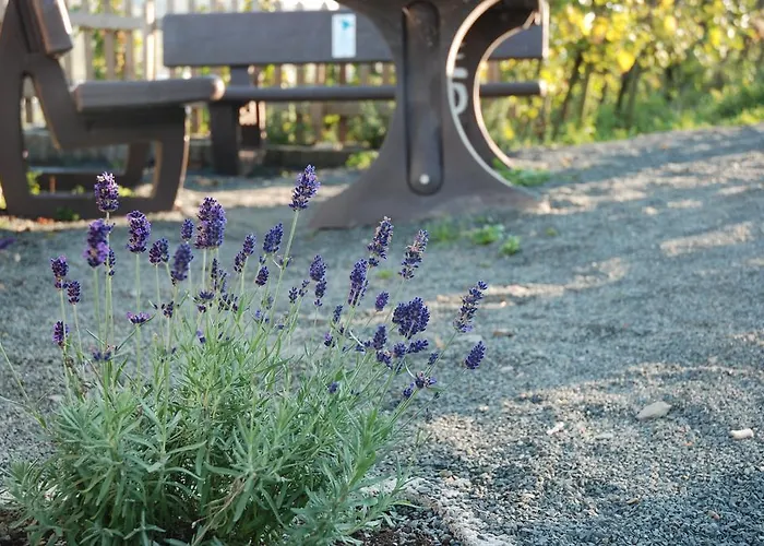 Weingut-brennerei-gaestehaus Emil Dauns Reil