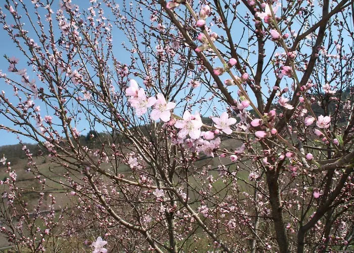 Weingut-brennerei-gaestehaus Emil Dauns Reil
